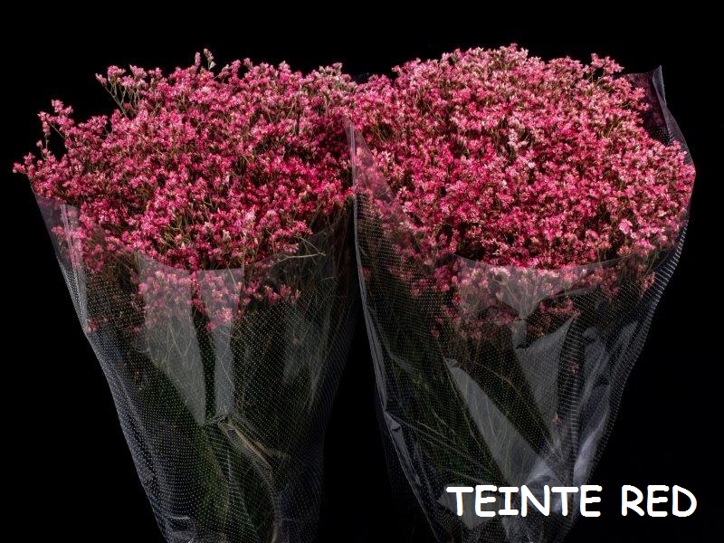 LIMONIUM LIGHT RED 70